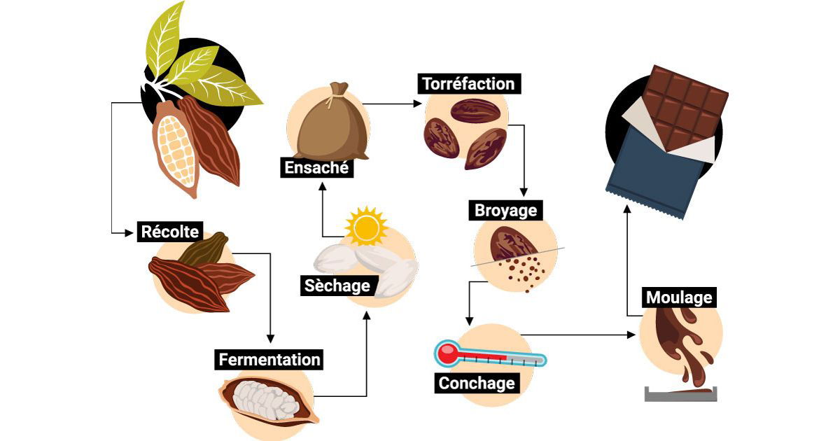 De la fève à la dégustation 