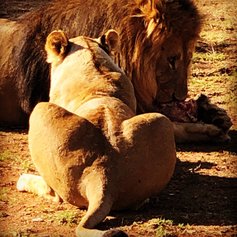 Mabalingwe Predator Park