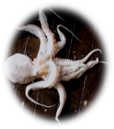 How to be an AMPEP member ?