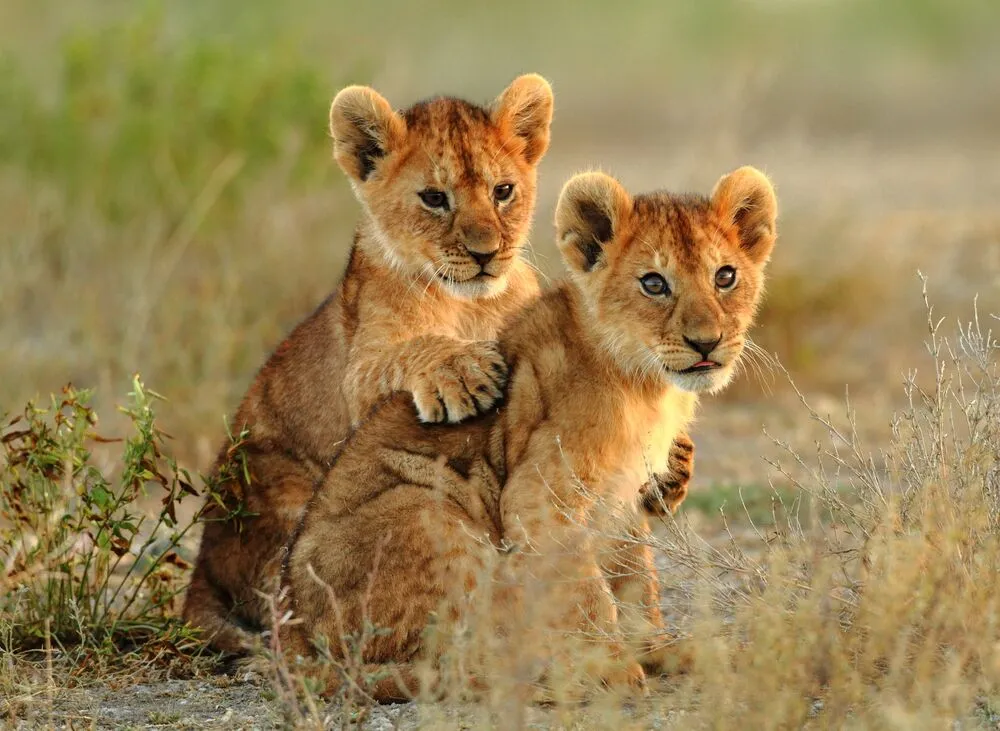 SERENGETI NATIONAL PARK