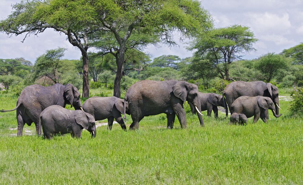 TARANGIRE NATIONAL PARK