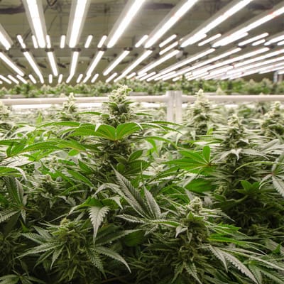 A Comprehensive Guide to Buying Weed Online