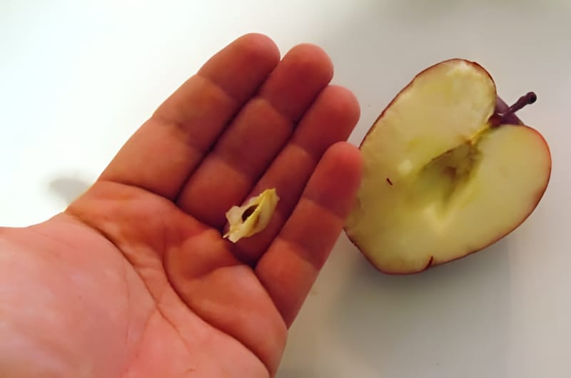 Las semillas de un poeta