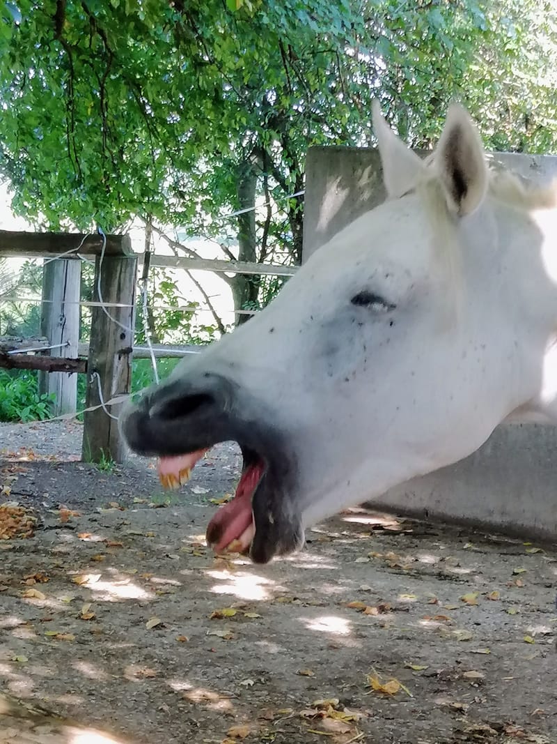Wie und warum funktioniert Training für pferdegestütztes Coaching