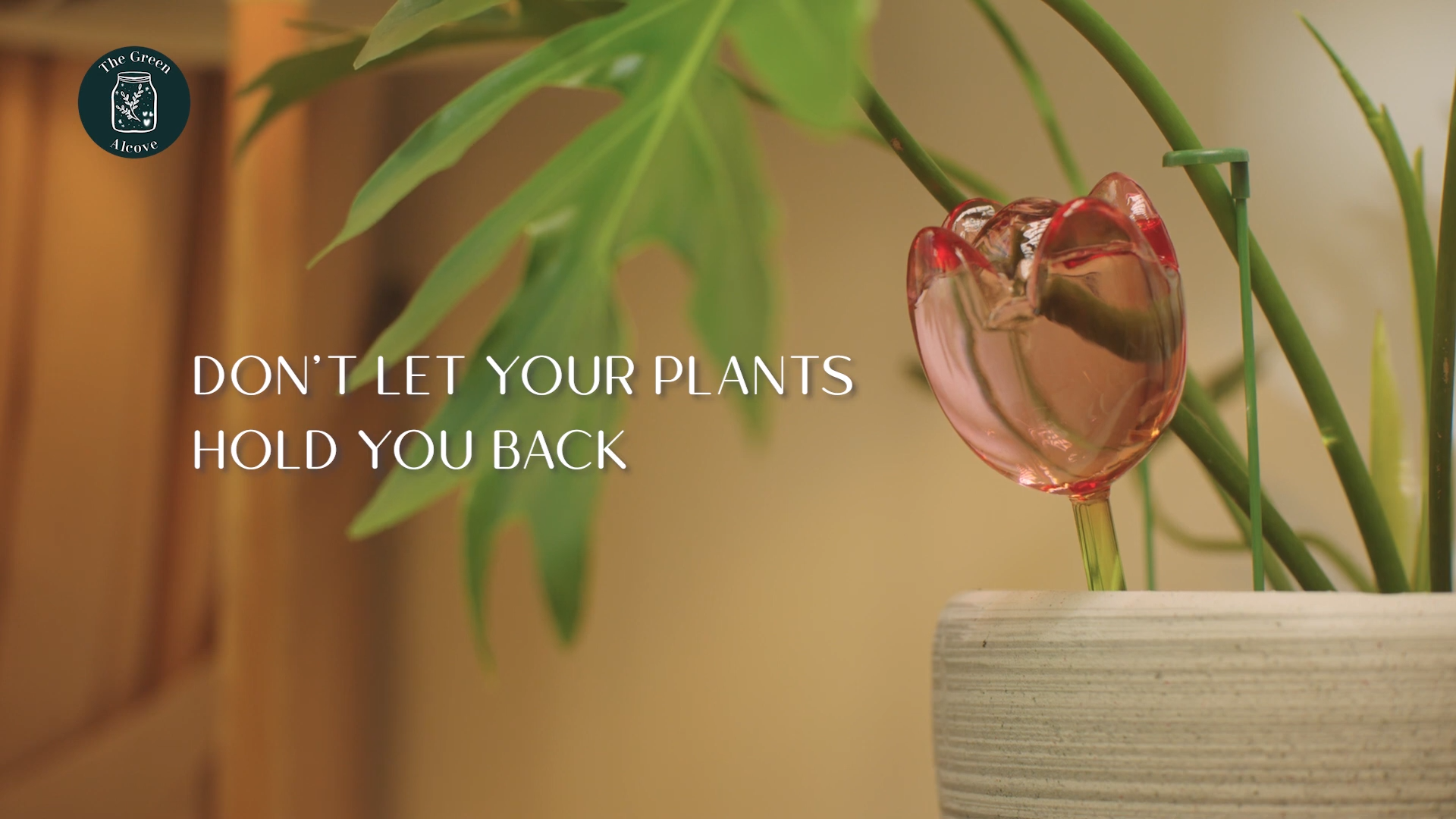 Alcove Tulip Watering Bulb (2023)