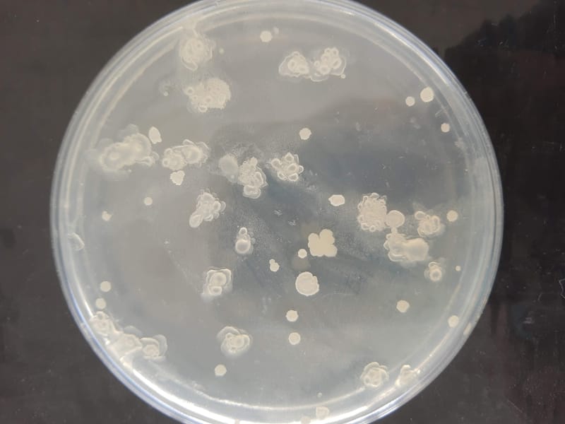 Aplicaciones potenciales de bioinoculantes con Bacillus spp. para una agricultura sustentable