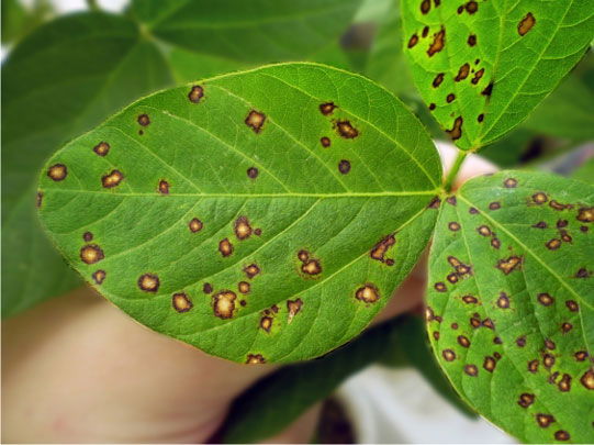Guerra Biológica contra las enfermedades Foliar en soja