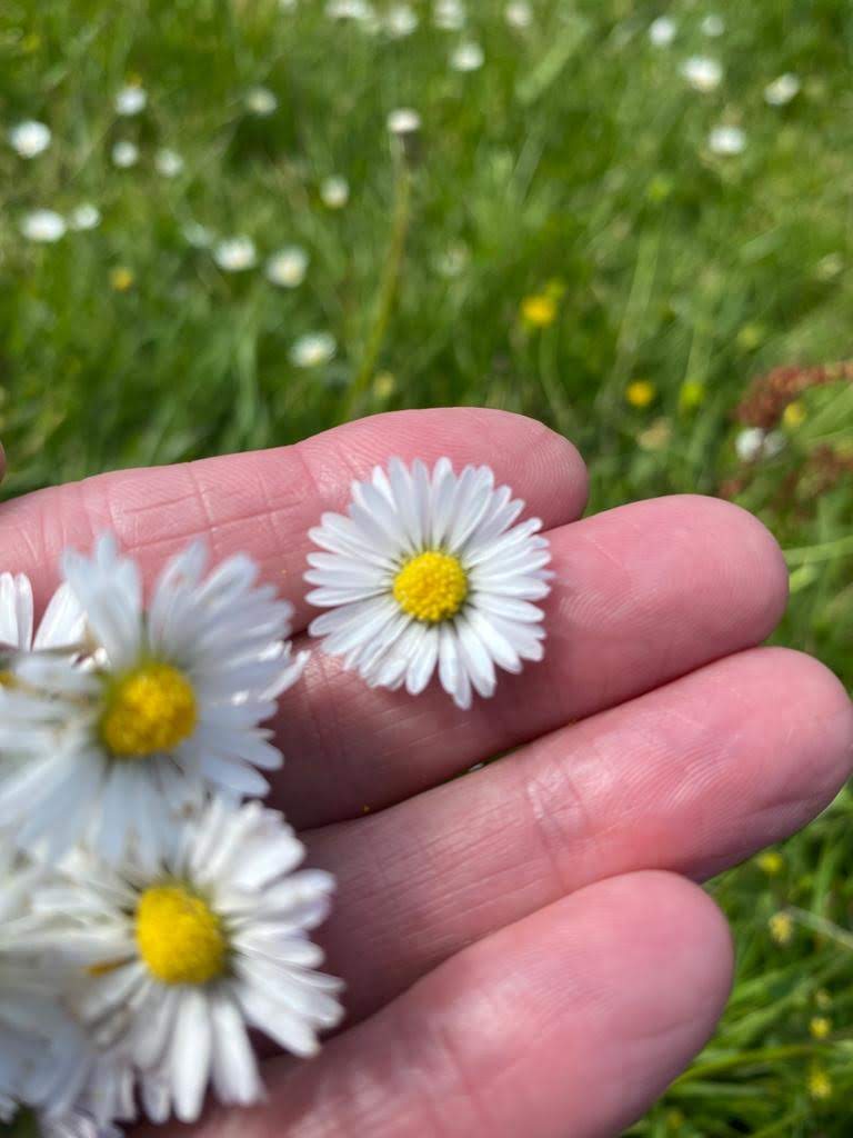 Junior Herbalist Club, Market Harborough