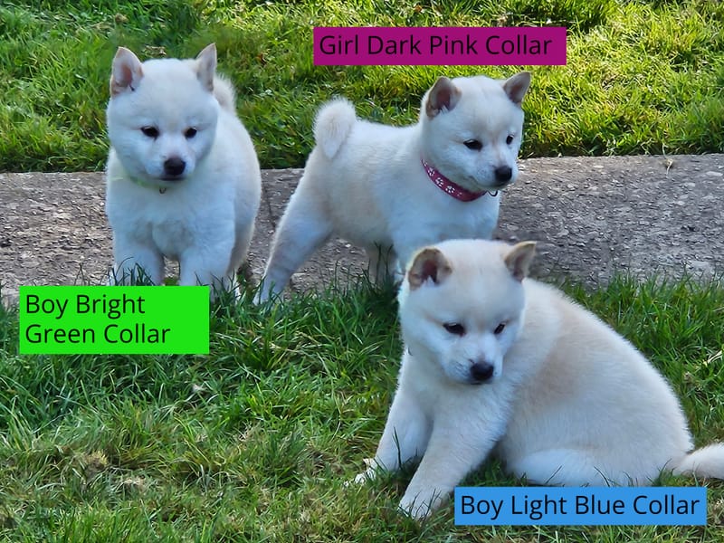 Litter was Born August 11, 2023