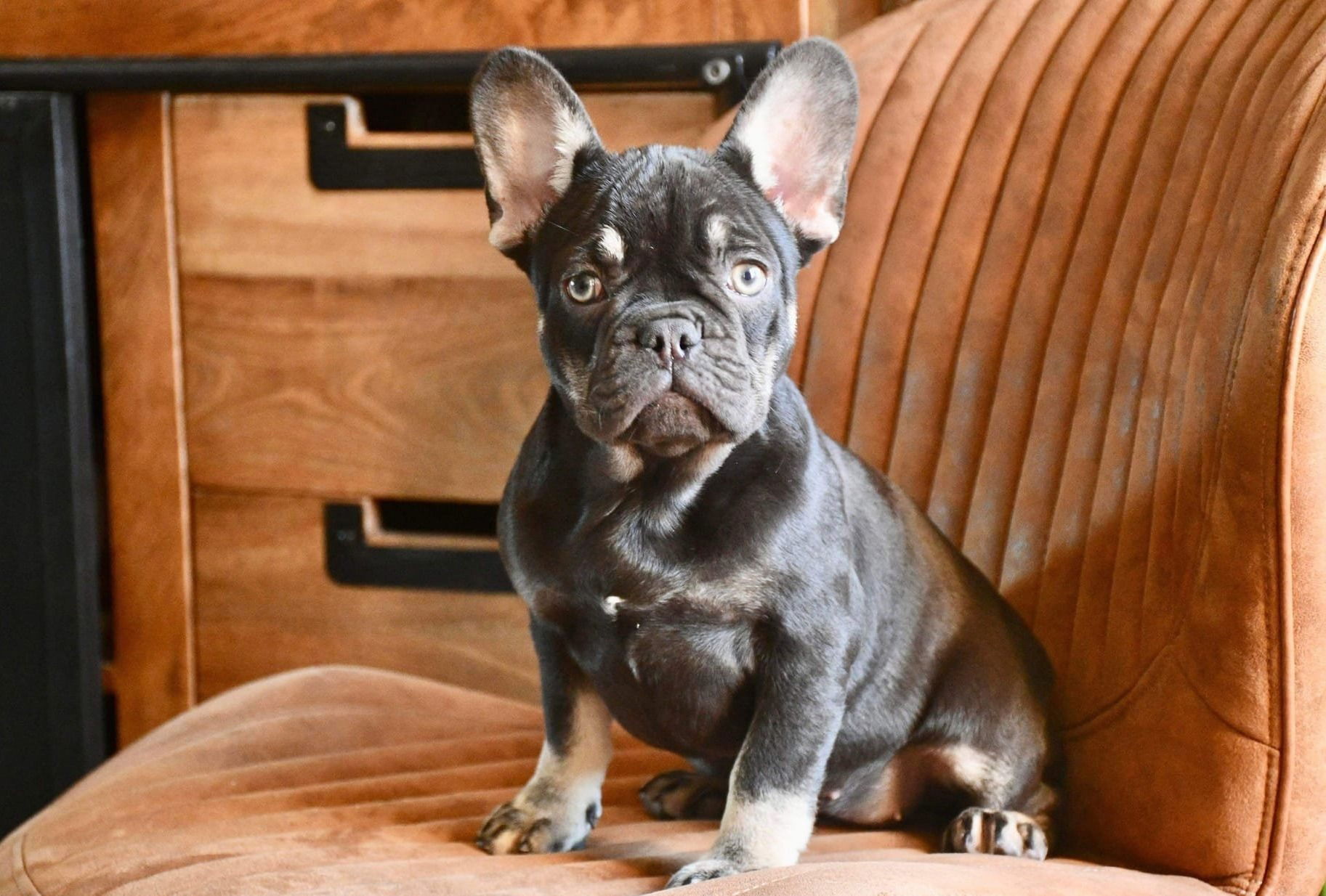 Bouledogue Francais