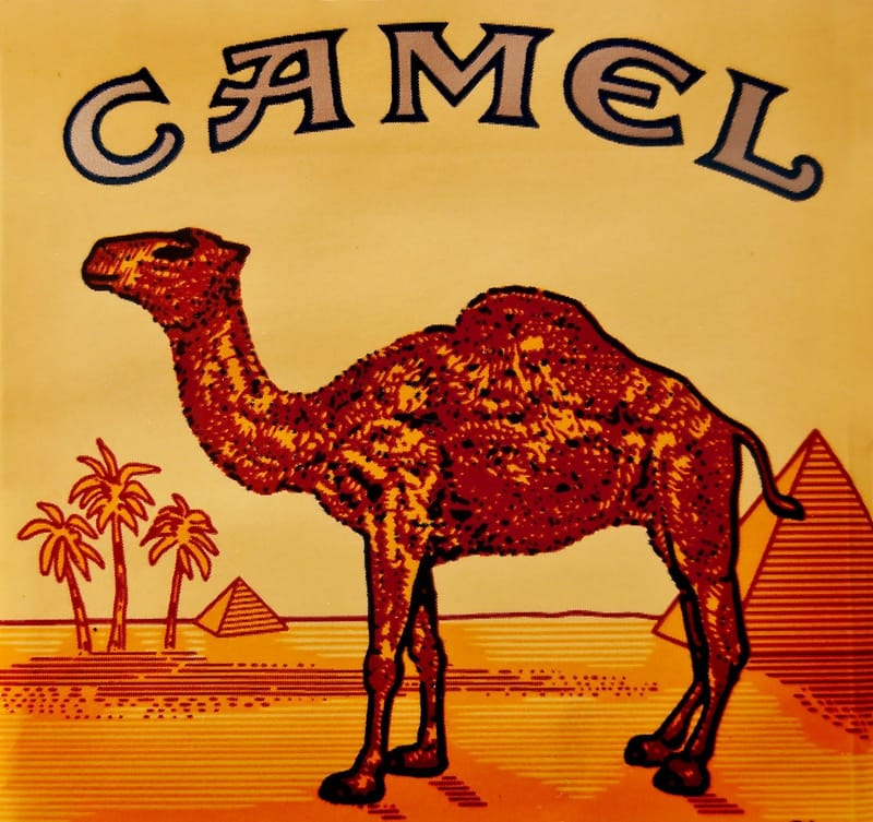 Camel