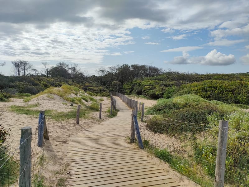 Nature : Les landes / réserve naturelle du marais d'Orx / Les Pyrénées