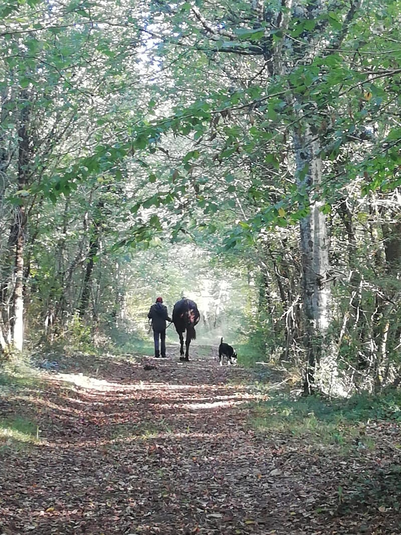 Marche en conscience avec les chevaux