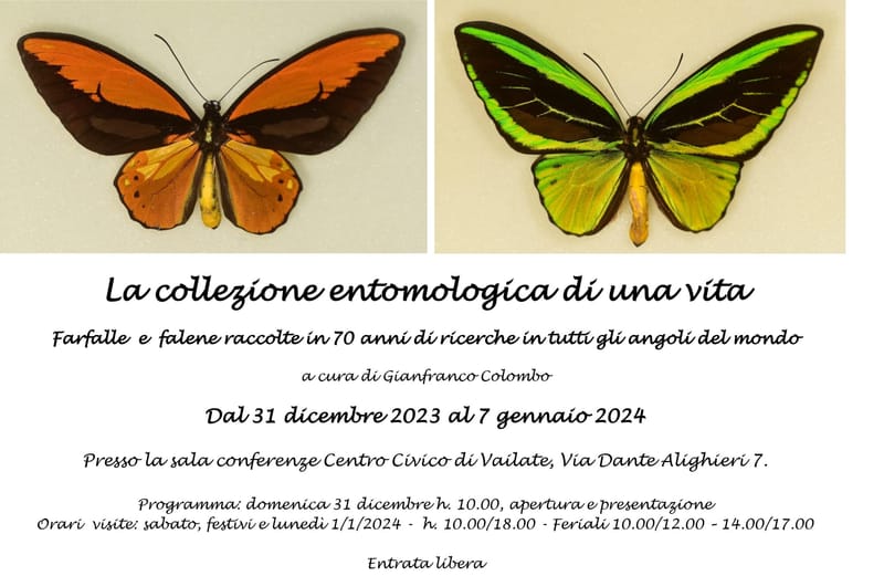 MOSTRA COLLEZIONE FARFALLE E FALENE