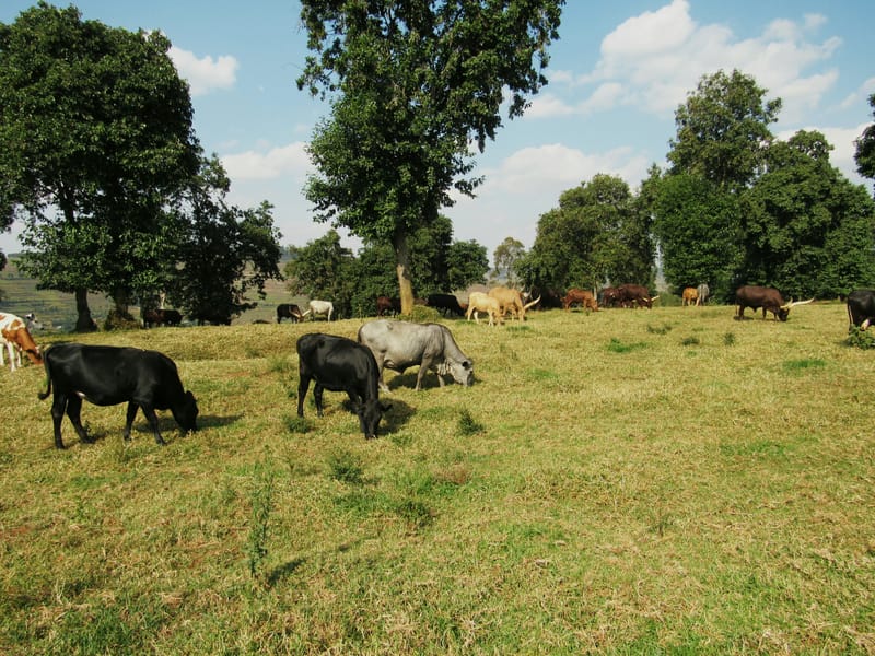 A Day in the Farm with Maître Rutinywa Kageyo