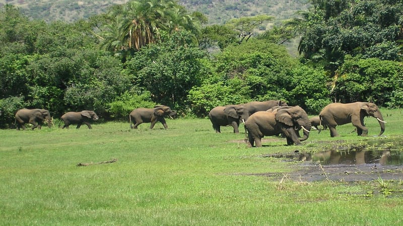 Conservation Success Story