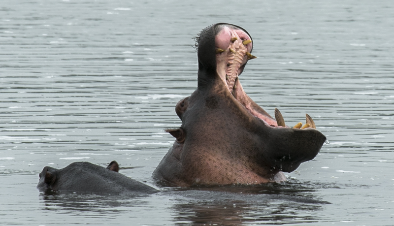 When the Hippos Stole the Show
