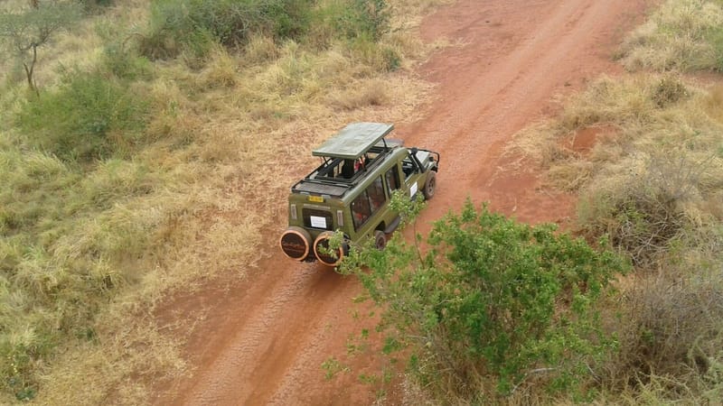 Where are the Lions?