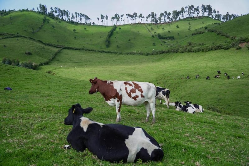 Cattle Ownership and Symbolic Value of Milk in Rwanda
