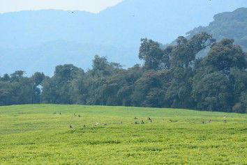 Tracing the Genesis of My Favorite Beverage