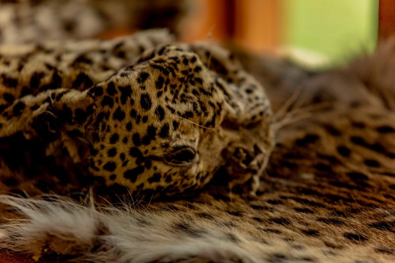 Revisiting the Turbulent History of Akagera National Park