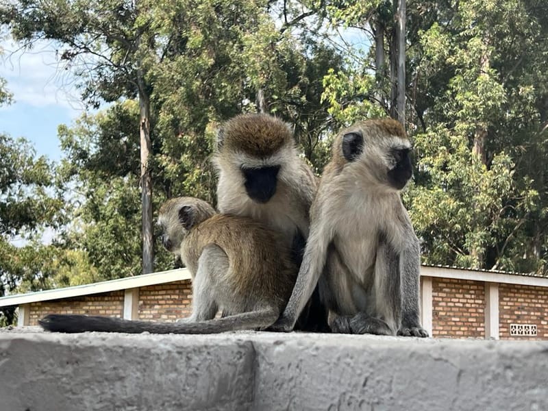 Encounter with Primates at the University of Rwanda
