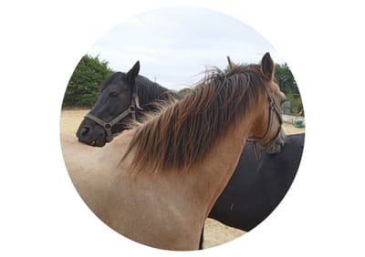 Accompagnement collectif