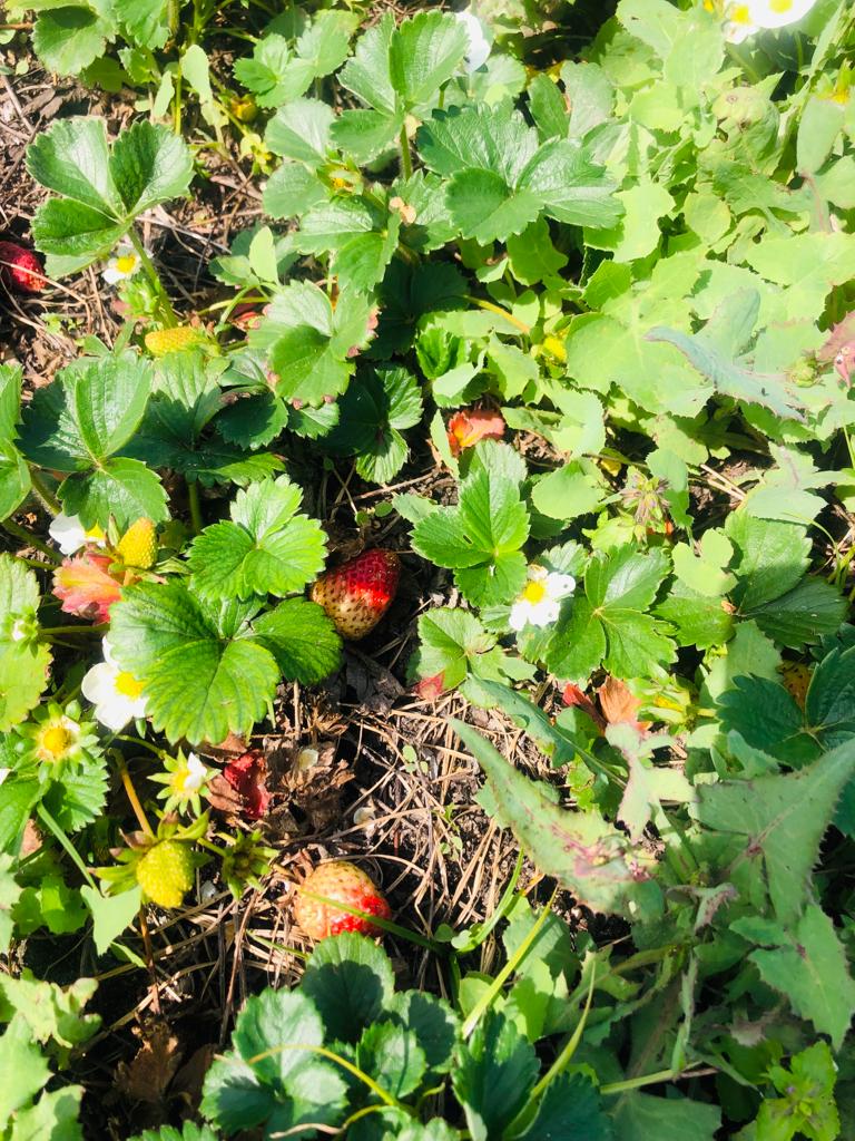 Strawberries straight from the Sinethemba Community Garden