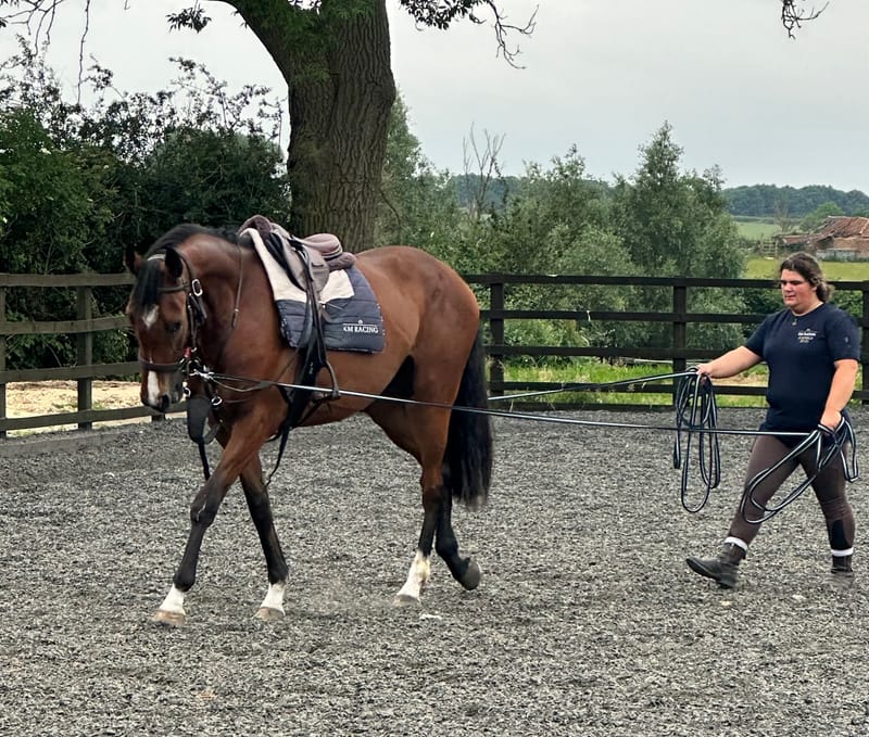 Breaking in/backing horses