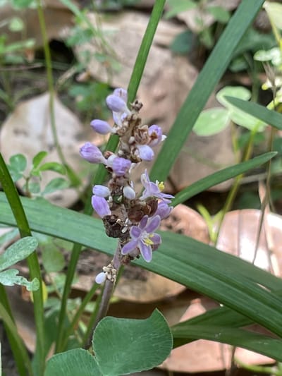 A Bitter Pill to Swallow