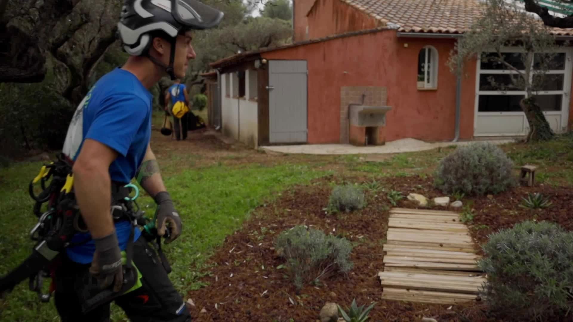 Abattage de gros pins filmé par drone
