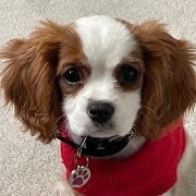 Cookies, cookies, and more cookies!