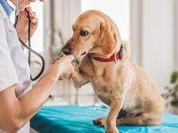 Veterinary Doctor