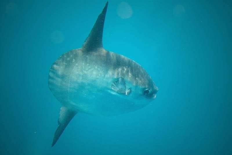 Meet the locals of the Atlantic Ocean