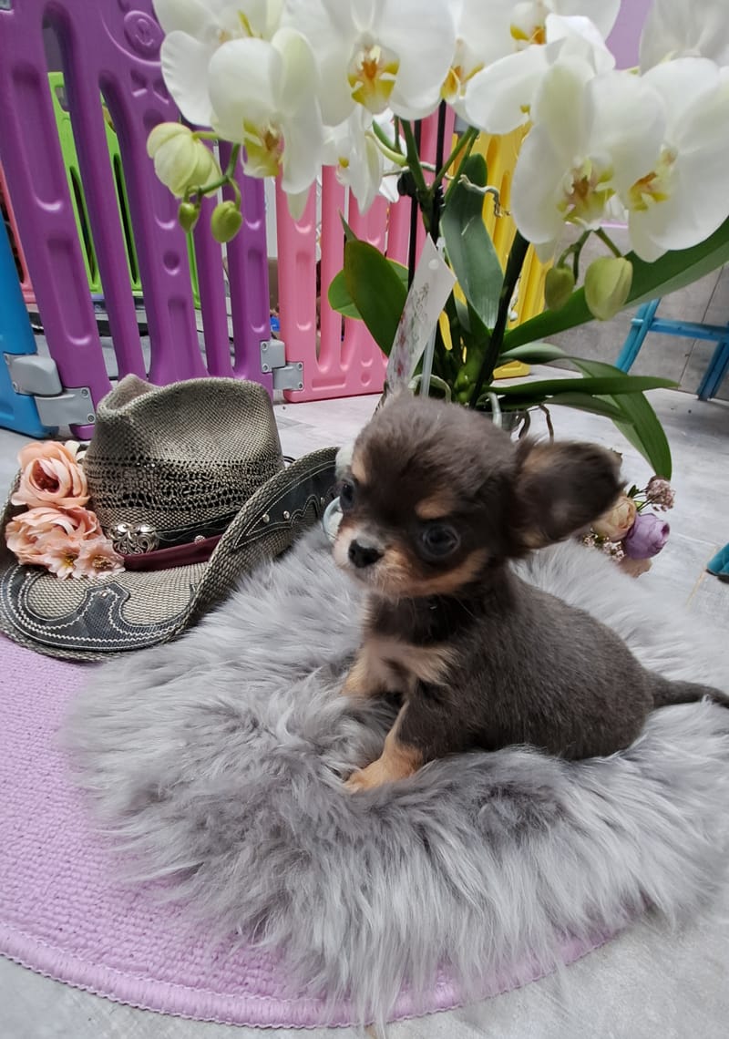 Foto stock di Cucciolo Di Chihuahua Carino Con Spuntava Coda – Immagini  royalty-free | FreeImages, image size:800x1140