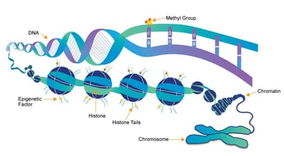 Epigenetics: How Your Lifestyle Shapes Your Genes