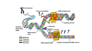 Telomerase: Unraveling the Secrets of Aging and Beyond