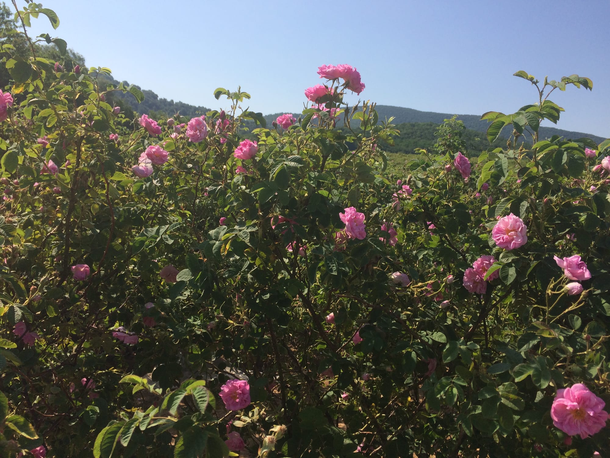The magical Rose Valley 