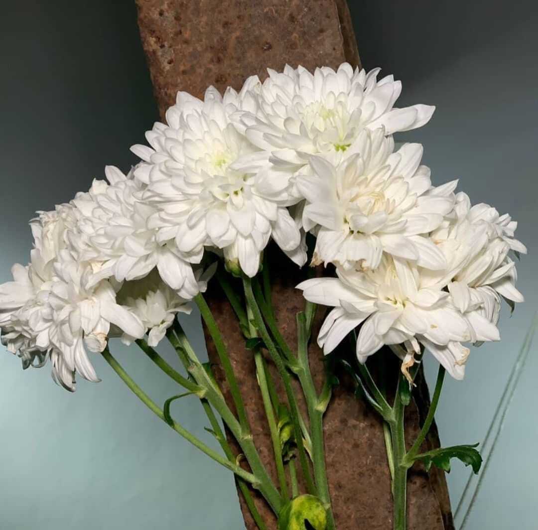 Esta es mi certeza más nueva y poderosa.