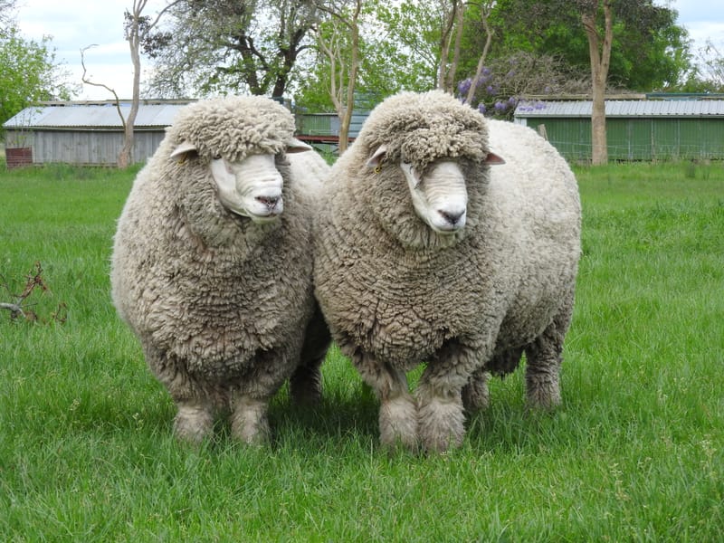 Corriedale Rams
