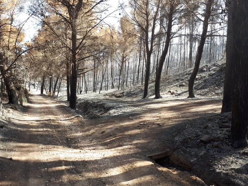 Feux  à Martigues le 4 et 5 août 2020