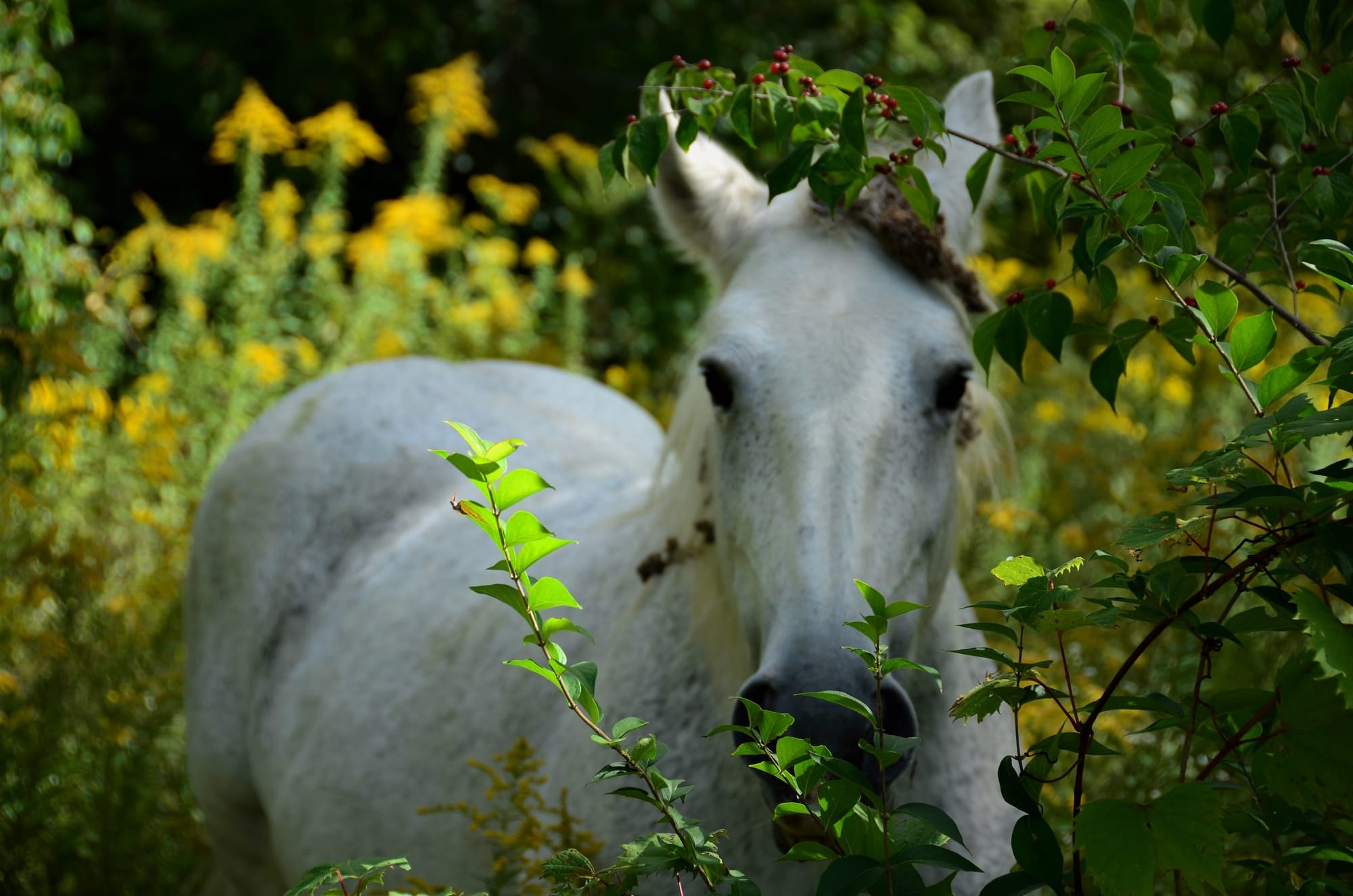 Zoopharmacognosy - Animal Aromatics