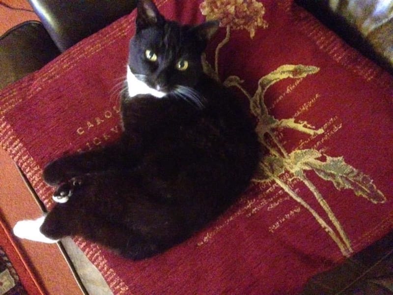 Animal Communication Workshop NOW FULL