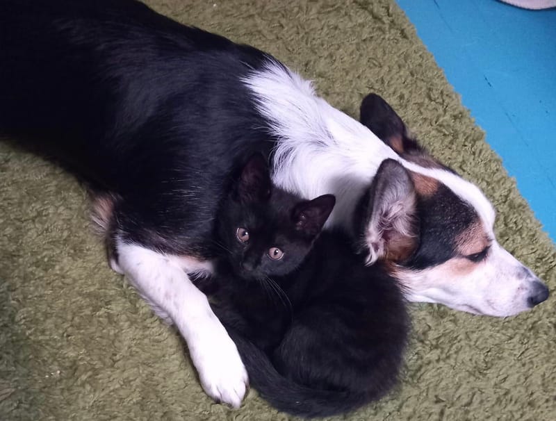 Animal Communication Workshop NOW FULL