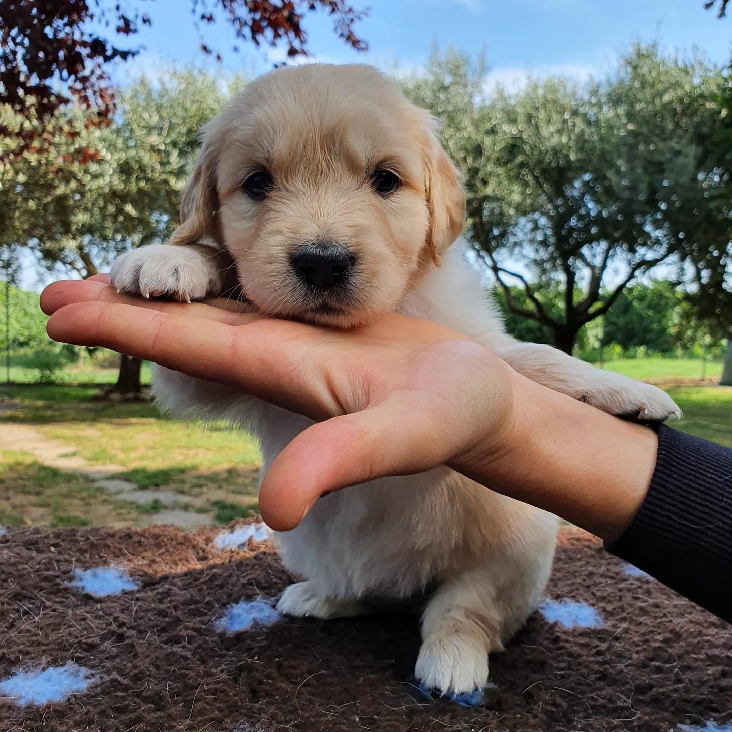 Voglio un cucciolo! Sicuro?