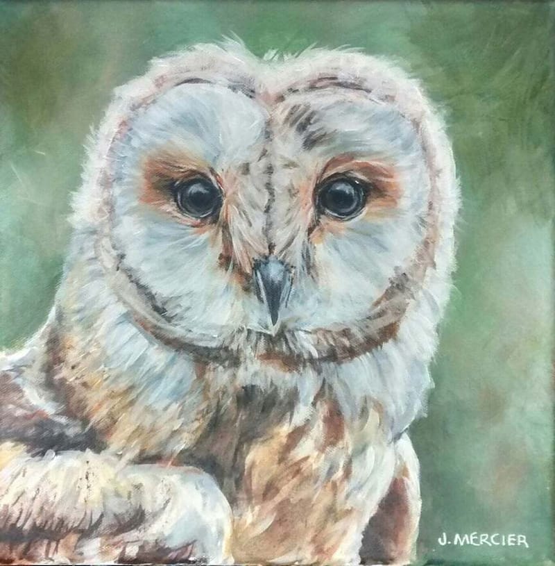 Dogs, cats and other precious animals