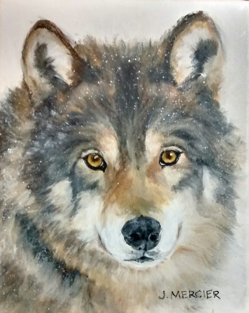 Dogs, cats and other precious animals