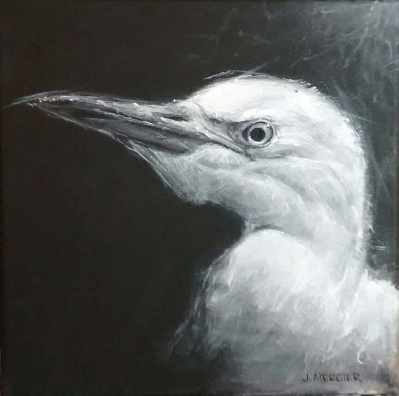 Dogs, cats and other precious animals