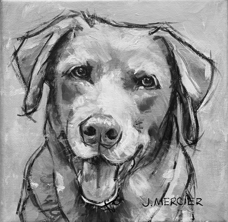 Dogs, cats and other precious animals