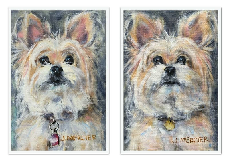 Dogs, cats and other precious animals